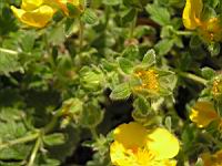 Potentilla Megalantha (fam. Rosacees) (Japon, Kamchatka, Iles Kouriles) (3) (Photo F. Mrugala)